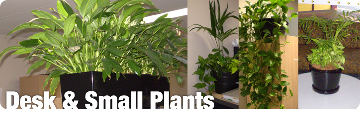 Desk & Small Plants